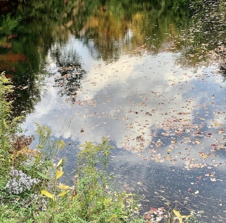 The Pond in Autumn Light