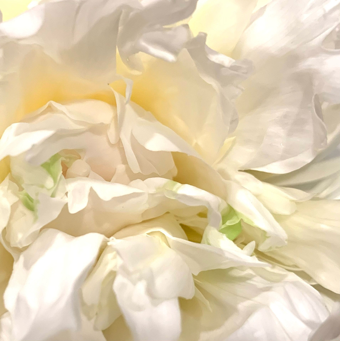 Sarah Bernhardt Peony, Basking in the Sunlight