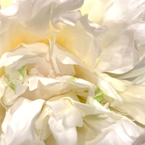 Sarah Bernhardt Peony, Basking in the Sunlight